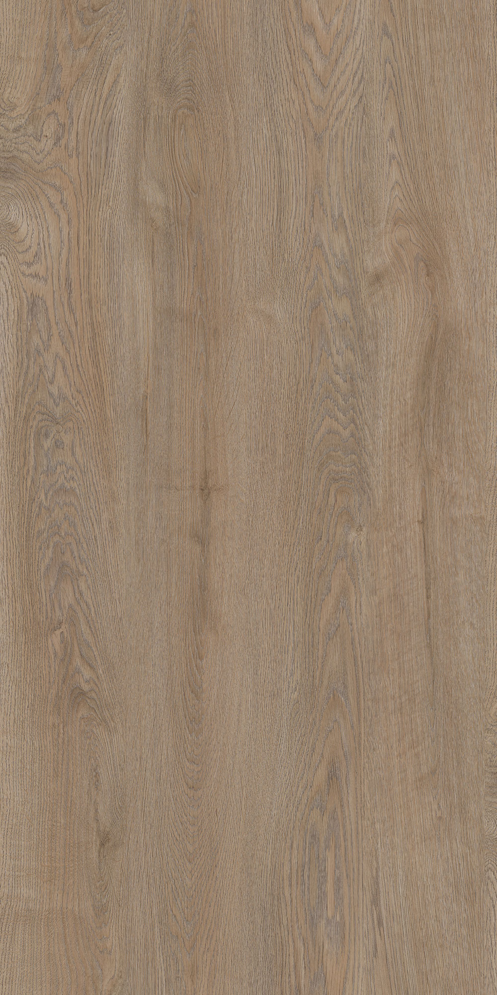 TURKANA OAK