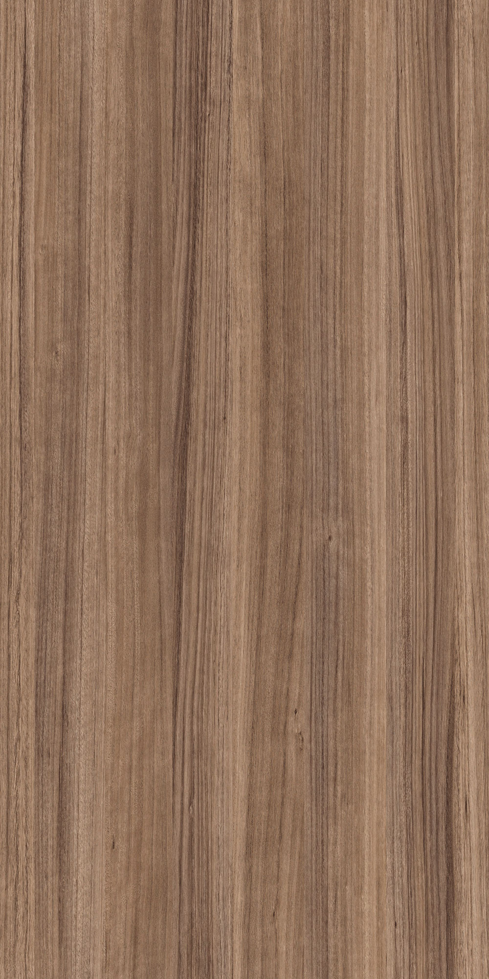 EUCALYPTUS ALBUFERA