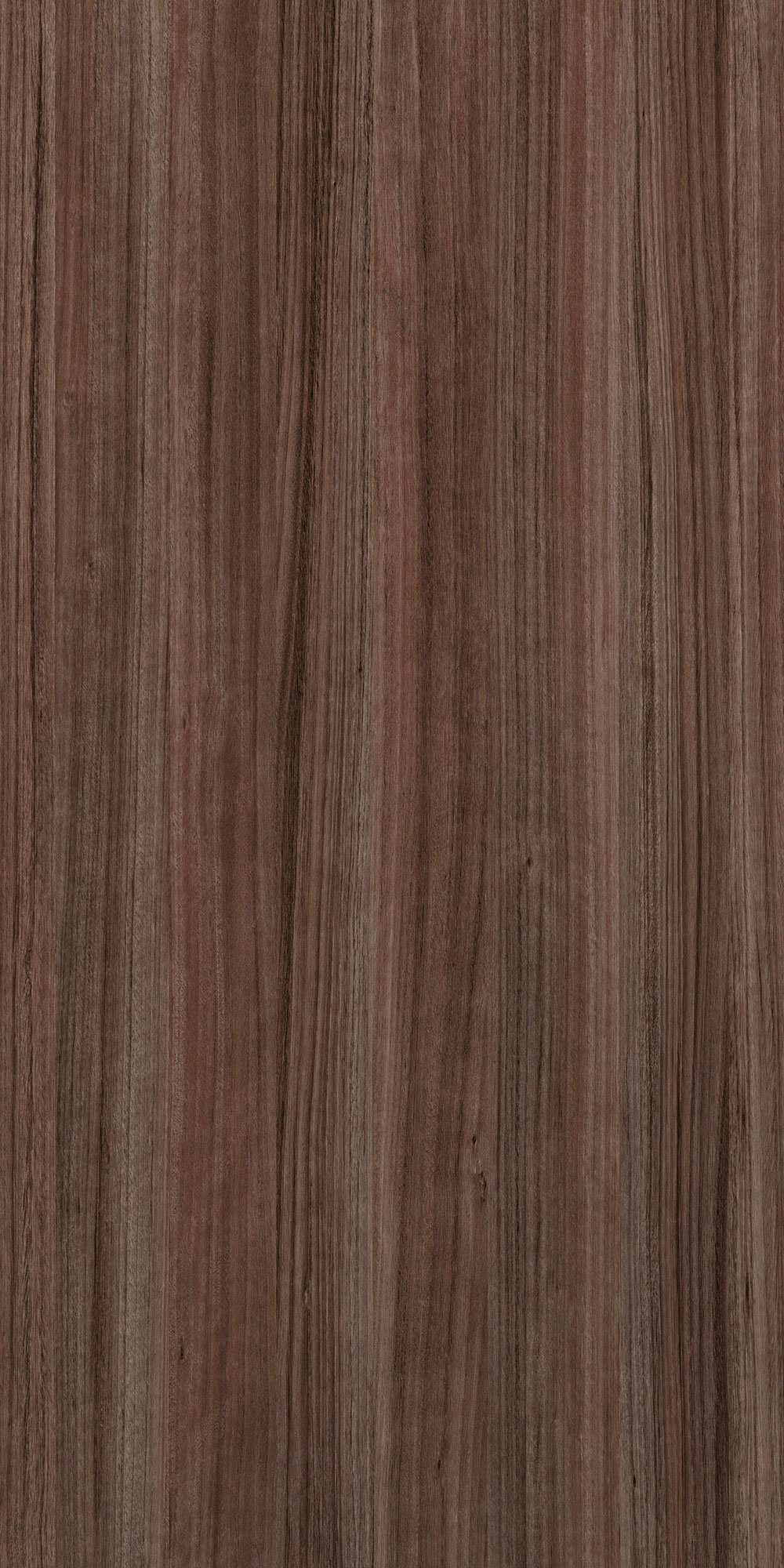 EUCALYPTUS COVADONGA