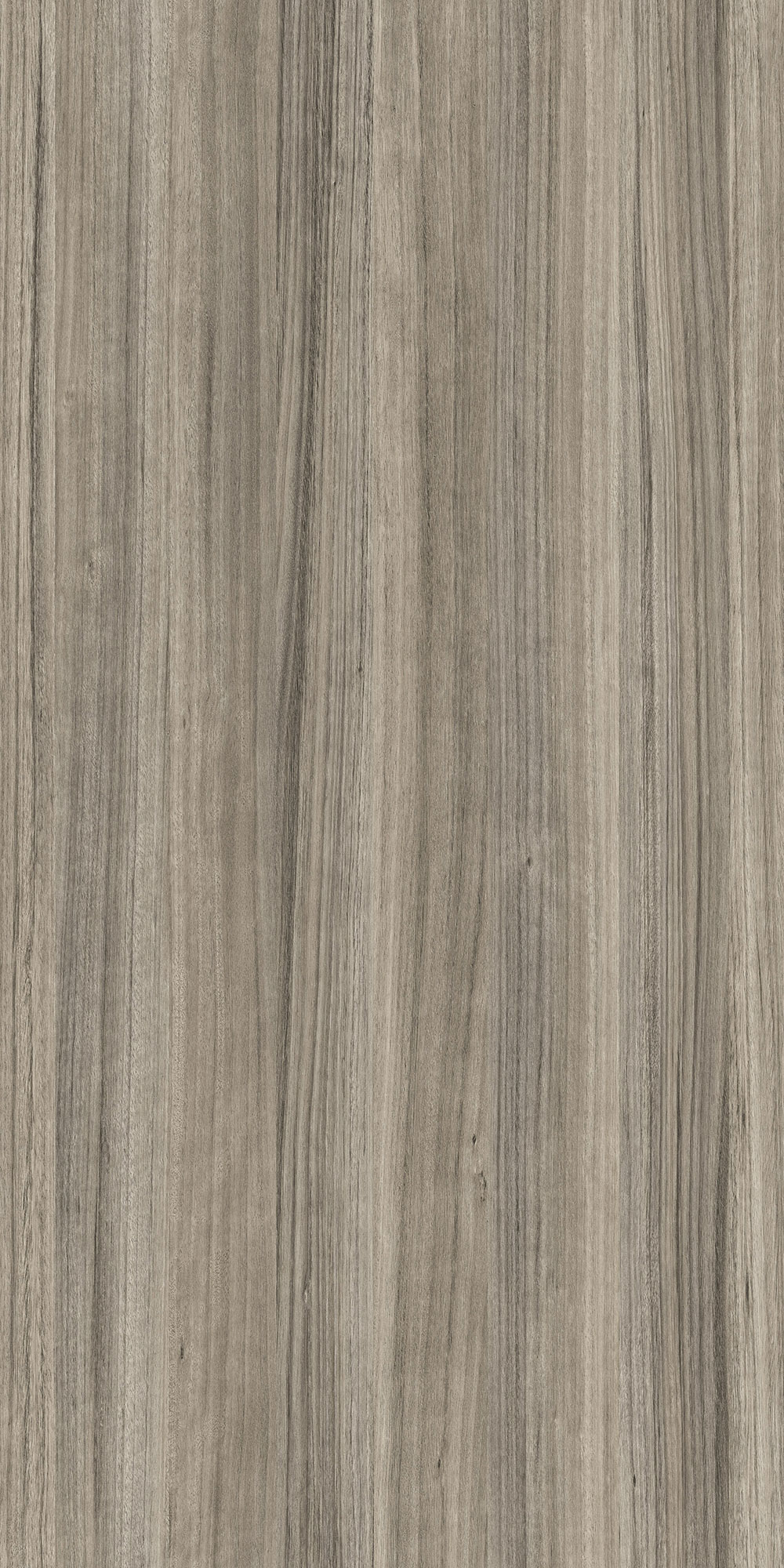 EUCALYPTUS ANNA
