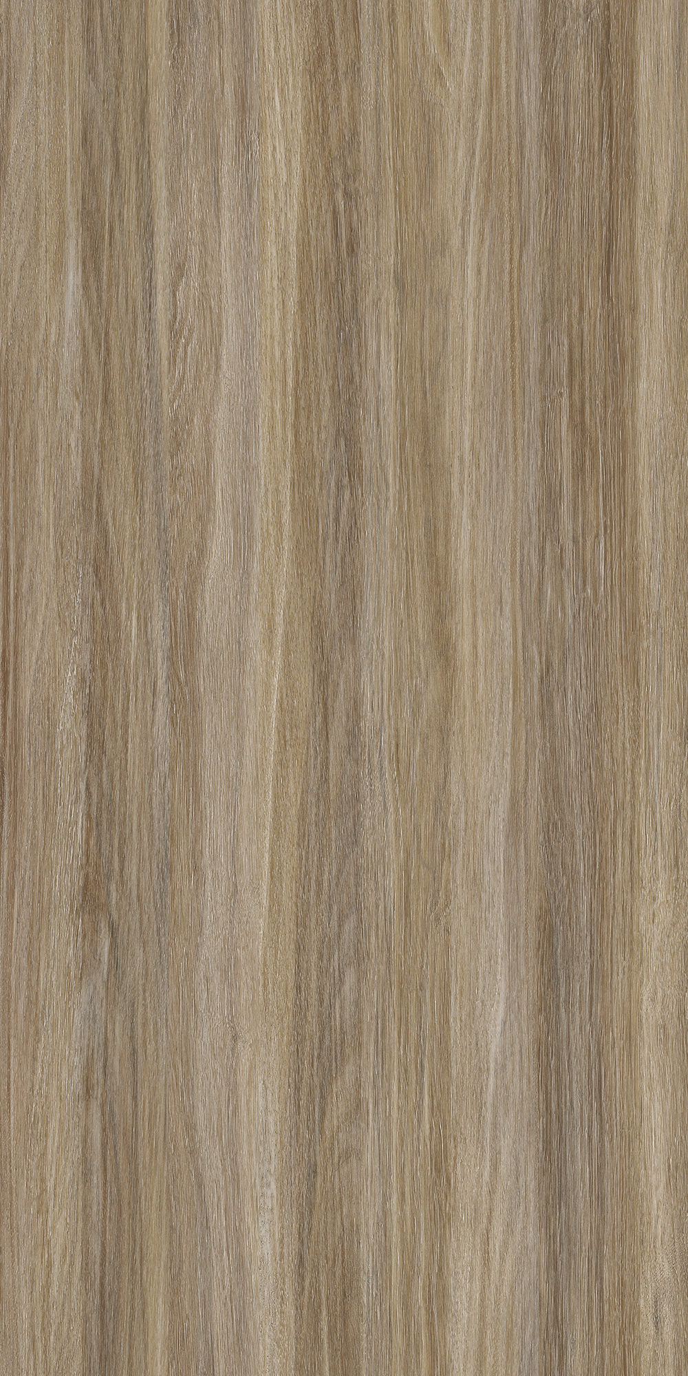 AYACOR OAK